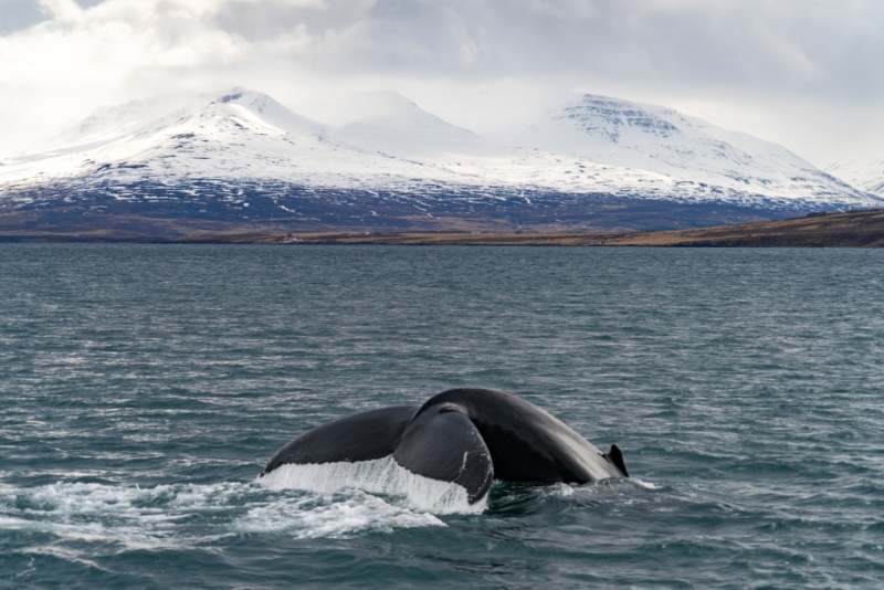 viajar a islandia para ver ballenas