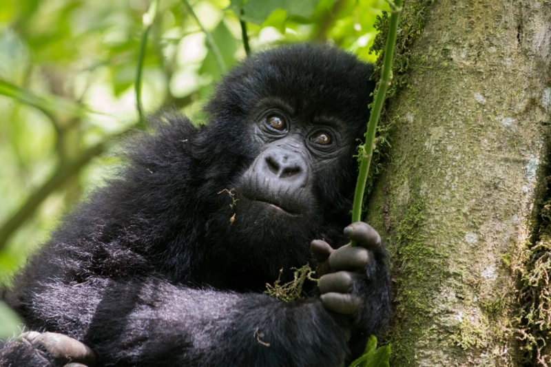 viajar a ruanda para ver gorilas