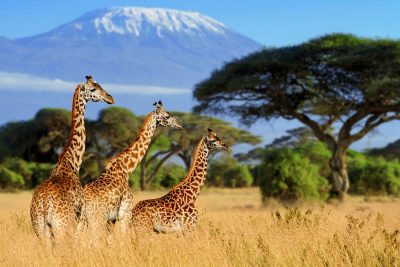 Three Giraffe On Kilimanjaro Mount Background