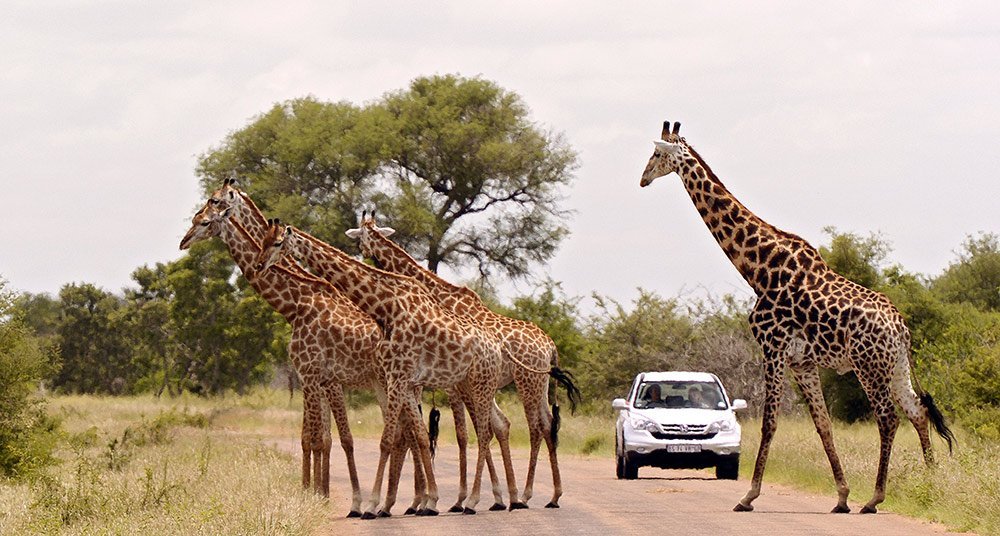 Safari Parque Kruger África