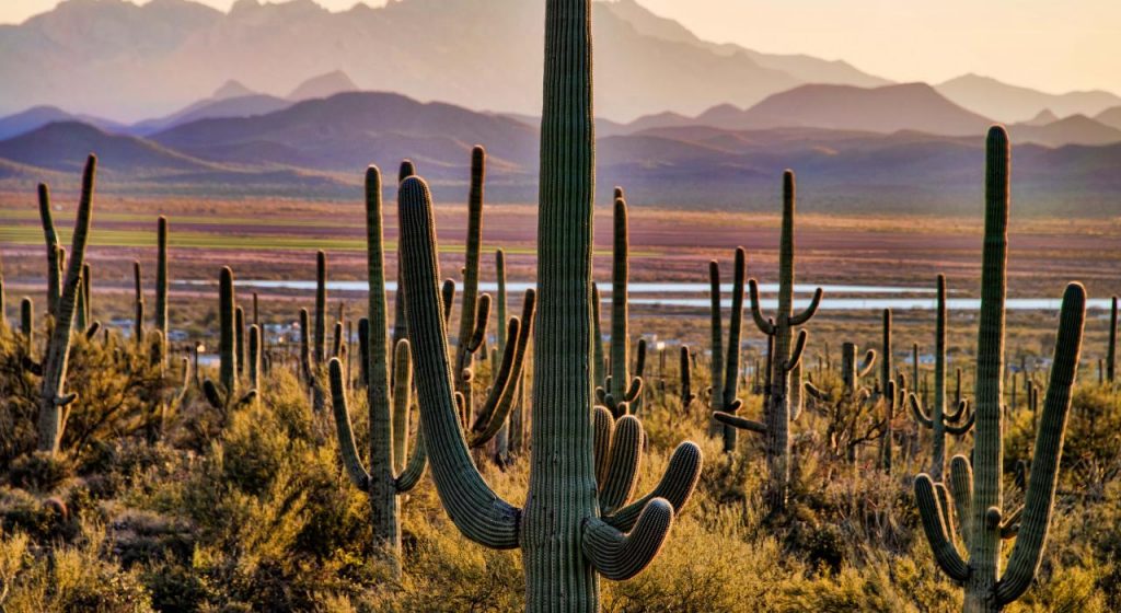 parque nacional de saguaro