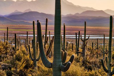 parque nacional de saguaro
