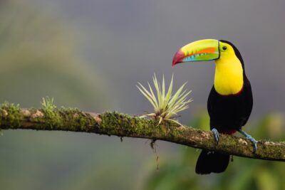 ¿Cuál es la mejor época para viajar a Costa Rica en 2023?